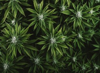 Cannabis use linked to increase in heart attack and stroke risk Cannabis use linked to increase in heart attack and stroke risk