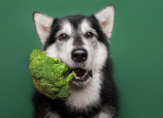 Vegan dogs fed ‘nutritionally-sound diets’ are as healthy as those fed meat Vegan dogs fed ‘nutritionally-sound diets’ are as healthy as those fed meat, finds new study