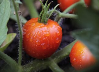 Notes on Nutrition: It’s tomato time so enjoy the best of fresh, canned tomatoes Notes on Nutrition: It’s tomato time so enjoy the best of fresh, canned tomatoes