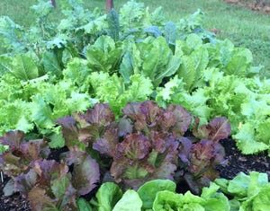Five important lifestyle habits to practice for longevity September and October is the time to plant cool season leafy greens.
