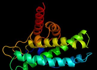 Disrupted muscle clocks linked to accelerated aging in shift workers Poll reveals rising popularity of protein supplements among teens