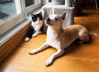 Talking pet aging with U of M a cat and dog side by side