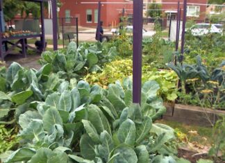 Trolley Tours Connect Austin Residents to West Side Farms, Healthy Trolley Tours Connect Austin Residents to West Side Farms, Healthy
