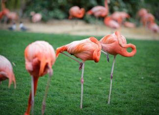 Want to Know How Well You’re Aging? Try Standing on One Leg Flamingos
