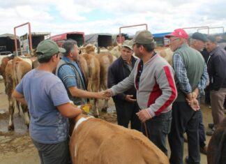 Study: Deaths from cardiovascular disease surge among adults 25-64 in rural areas Study: Deaths from cardiovascular disease surge among adults 25-64 in rural areas