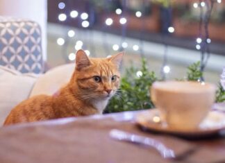 Can cats have pumpkin? The fruit’s health benefits, explained Can cats have pumpkin? The fruit's health benefits, explained