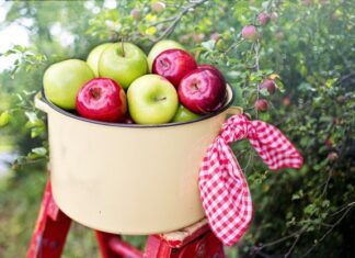 Enjoy the Health Benefits of Seasonal Apples Enjoy the Health Benefits of Seasonal Apples