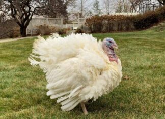 MU dietitian dishes out tips to eat healthy during the holidays MU dietitian dishes out tips to eat healthy during the holidays