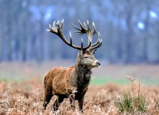 Social aging: What animals can teach us about getting older Social aging: What animals can teach us about getting older