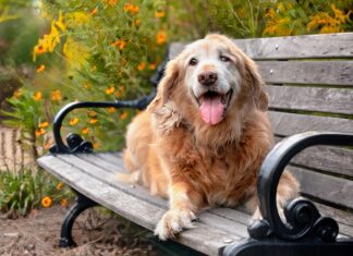 Dogs’ healthcare needs change as they enter ‘old age’ Dogs' healthcare needs change as they enter 'old age'