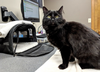 Purina donates $4.5M to top vet schools for pet health innovation Purina donates $4.5M to top vet schools for pet health innovation