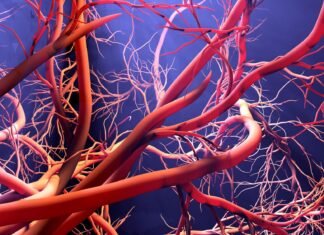 Scientists Discover Key Protein That Could Reverse Vascular Aging Scientists Discover Key Protein That Could Reverse Vascular Aging