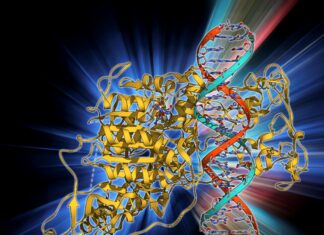 Epigenetic Clocks Show Biological Age at Cell-Type Resolution Epigenetic Clocks Show Biological Age at Cell-Type Resolution