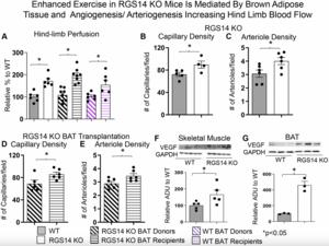 Brown fat boosts exercise performance and pro Brown fat boosts exercise performance and pro