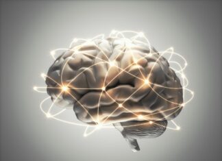 Can We Stop Brain Aging? Scientists Uncover Mitochondrial Key Can We Stop Brain Aging? Scientists Uncover Mitochondrial Key