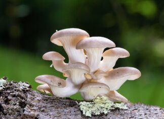 Mushroom compound linked to better health and longer life Mushroom compound linked to better health and longer life