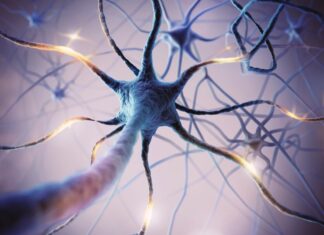 Not All Brain Cells Age Alike: NIH Study Reveals Surprising Differences Not All Brain Cells Age Alike: NIH Study Reveals Surprising Differences