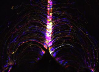 The Hypothalamic Hotspot: Revealing the Brain’s Secret to Aging The Hypothalamic Hotspot: Revealing the Brain’s Secret to Aging