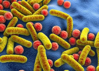 a powerful duo for healthy aging Review: Promotion of healthy aging through the nexus of gut microbiota and dietary phytochemicals. Image Credit: Kateryna Kon / Shutterstock