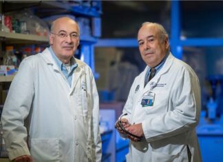 MCG study looks at age, duration of obesity’s effects on brain health MCG study looks at age, duration of obesity’s effects on brain health