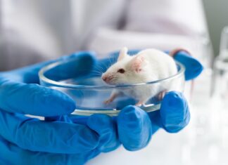 New “Humanized” Mice Brings Scientists Closer to Reversing Aging New “Humanized” Mice Brings Scientists Closer to Reversing Aging