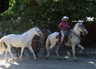 Notes on aging and longevity from a ‘Blue Zone’ Notes on aging and longevity from a ‘Blue Zone’