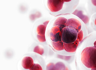 Stem cell exhaustion and its role in healthy aging Stem cell exhaustion and its role in healthy aging