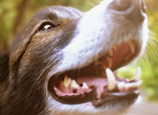 Texas A&M secures $7 million for innovative Dog Aging Project Texas A&M secures $7 million for innovative Dog Aging Project