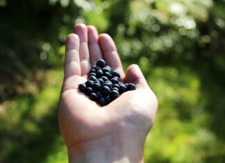Blueberries promote healthier aging Blueberries promote healthier aging