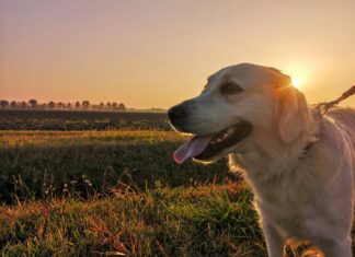 Cornell helps aging dogs increase their quality of life Cornell helps aging dogs increase their quality of life