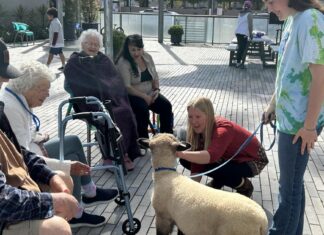 Elsa the lamb visits Healthy Aging Hub | News Elsa the lamb visits Healthy Aging Hub | News