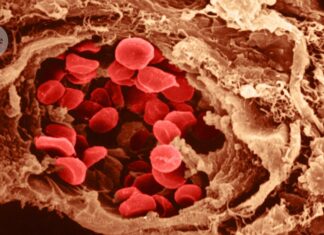 How extreme lethargy can promote healthy ageing How extreme lethargy can promote healthy ageing