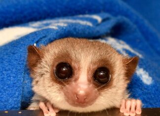 This Tiny Mammal Could Hold the Secret to Reversing Aging This Tiny Mammal Could Hold the Secret to Reversing Aging