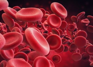 How blood iron levels shape the pace of biological aging How blood iron levels shape the pace of biological aging
