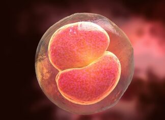 Smaller hatching embryos more likely to be genetically healthy Smaller hatching embryos more likely to be genetically healthy