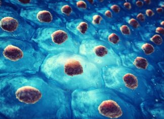 Clusterin identified as key marker for aging in blood stem cells Clusterin identified as key marker for aging in blood stem cells