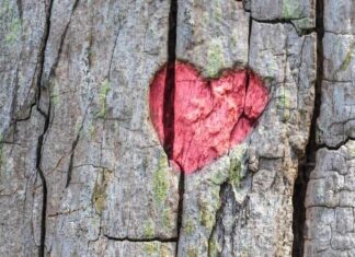 Heart Rhythm Complexity Predicts Cognitive Decline in Older Adults red heart carved in a tree