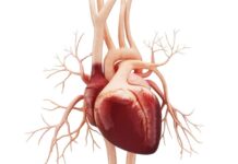 Heart attack in older adults linked to higher risk of late-onset epilepsy Study explores impact of overlapping conditions on heart failure outcomes in older adults