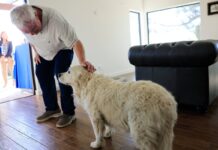 Pets can improve the health of older adults – but also strain their finances, poll finds Pets can improve the health of older adults – but also strain their finances, poll finds