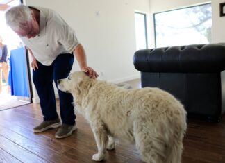 Pets can improve the health of older adults – but also strain their finances, poll finds Pets can improve the health of older adults – but also strain their finances, poll finds