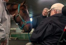 Nonprofit brings aging horses into mutually-therapeutic contact with Minnesota seniors Nonprofit brings aging horses into mutually-therapeutic contact with Minnesota seniors