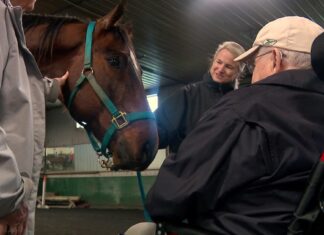 Nonprofit brings aging horses into mutually-therapeutic contact with Minnesota seniors Nonprofit brings aging horses into mutually-therapeutic contact with Minnesota seniors