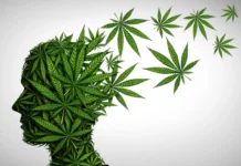 Is cannabis safe after 65? Stanford experts reveal 5 risks older adults should know Is cannabis safe after 65? Stanford experts reveal 5 risks older adults should know