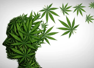 Is cannabis safe after 65? Stanford experts reveal 5 risks older adults should know Is cannabis safe after 65? Stanford experts reveal 5 risks older adults should know