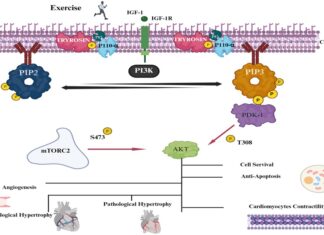 Role of exercise in cardiovascular health: a narrative review from prevention to therapeutic utilizations Role of exercise in cardiovascular health: a narrative review from prevention to therapeutic utilizations
