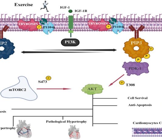 Role of exercise in cardiovascular health: a narrative review from prevention to therapeutic utilizations Role of exercise in cardiovascular health: a narrative review from prevention to therapeutic utilizations