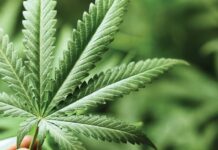 Does cannabis use cause heart disease? The evidence is mixed, but cardiologists urge caution Does cannabis use cause heart disease? The evidence is mixed, but cardiologists urge caution