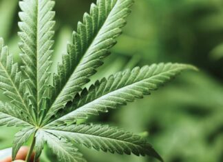 Does cannabis use cause heart disease? The evidence is mixed, but cardiologists urge caution Does cannabis use cause heart disease? The evidence is mixed, but cardiologists urge caution