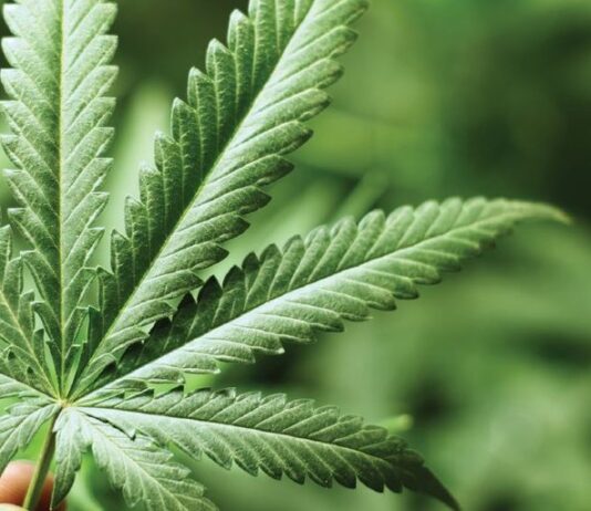 Does cannabis use cause heart disease? The evidence is mixed, but cardiologists urge caution Does cannabis use cause heart disease? The evidence is mixed, but cardiologists urge caution